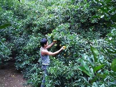 Tấm gương thanh niên xã làm kinh tế giỏi - Anh Vũ Đình Phùng